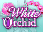 slot white orchid gratis